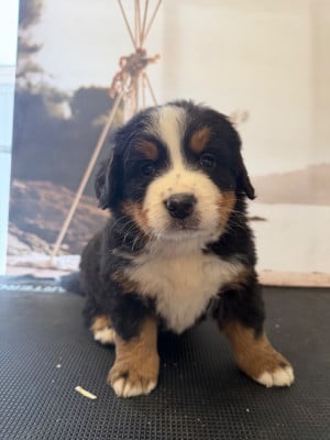 Les chiots de Bouvier Bernois