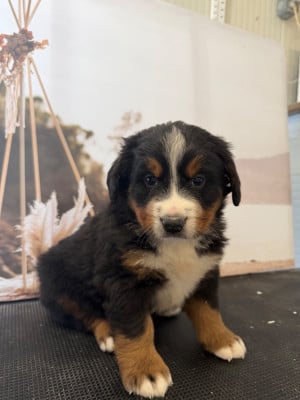 Les chiots de Bouvier Bernois