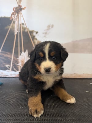 Les chiots de Bouvier Bernois