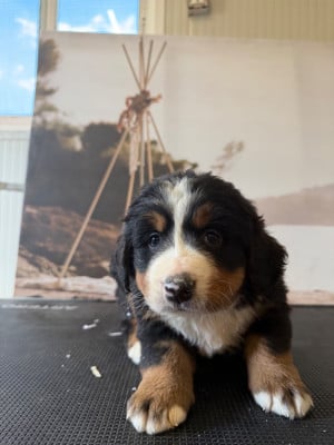 Les chiots de Bouvier Bernois