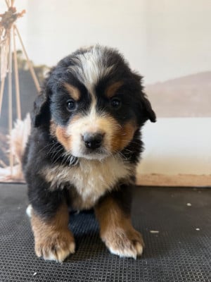 Les chiots de Bouvier Bernois