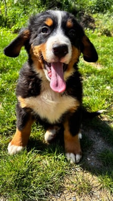 Les chiots de Bouvier Bernois