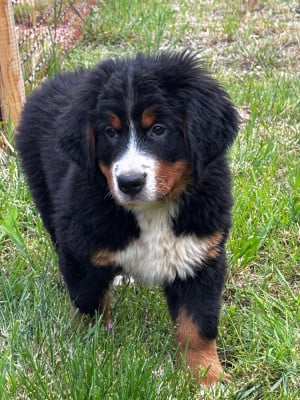 Les chiots de Bouvier Bernois