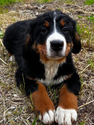 Les chiots de Bouvier Bernois