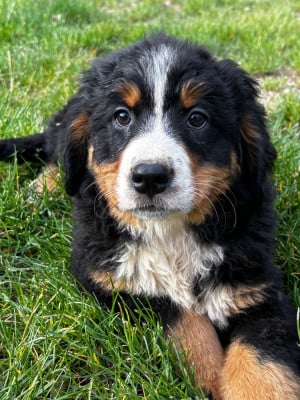 Les chiots de Bouvier Bernois