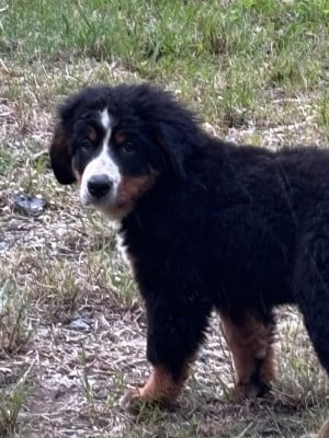 Les chiots de Bouvier Bernois