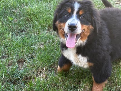 Les chiots de Bouvier Bernois