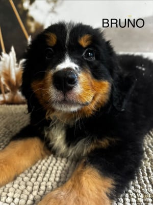 Les chiots de Bouvier Bernois
