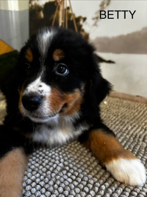 Les chiots de Bouvier Bernois