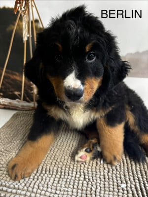 Les chiots de Bouvier Bernois