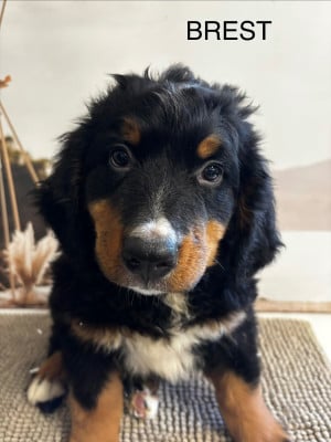 Les chiots de Bouvier Bernois