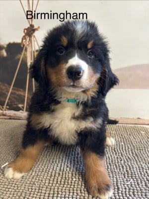 Les chiots de Bouvier Bernois