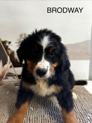 Les chiots de Bouvier Bernois
