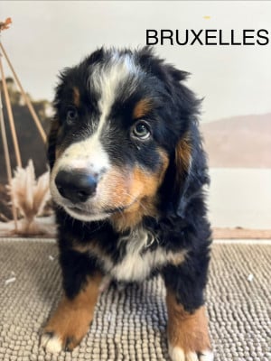 Les chiots de Bouvier Bernois