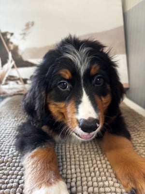 Les chiots de Bouvier Bernois