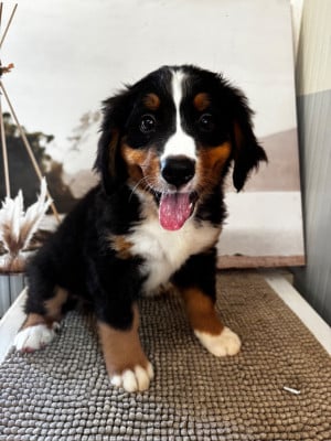 Les chiots de Bouvier Bernois