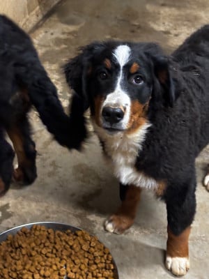 Les chiots de Bouvier Bernois