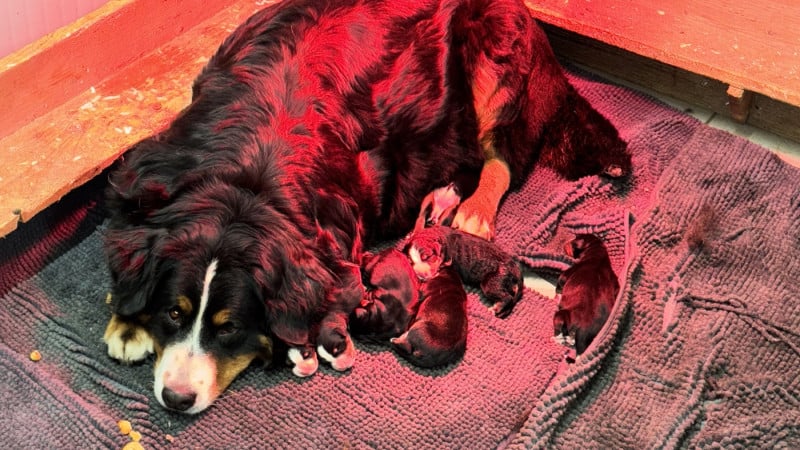 Bouvier Bernois - De La Ferme Du Fesquet