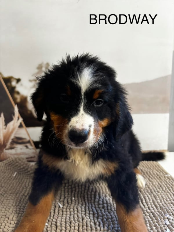 Bouvier Bernois - De La Ferme Du Fesquet