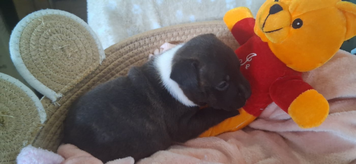 Staffordshire Bull Terrier - (Sans Affixe)