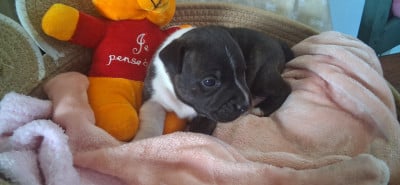 Femelle n1 - Staffordshire Bull Terrier
