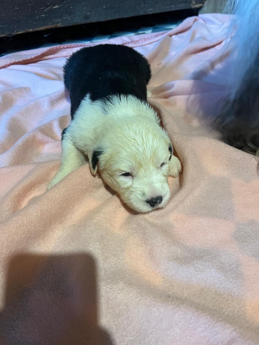 Benji