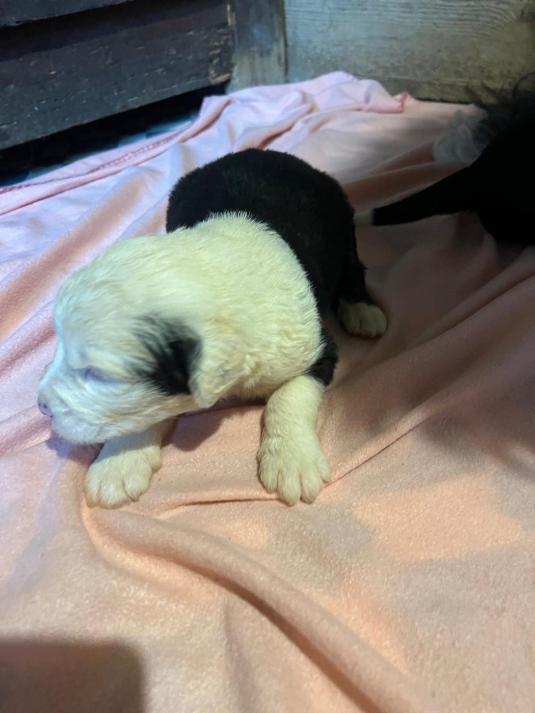 Benji