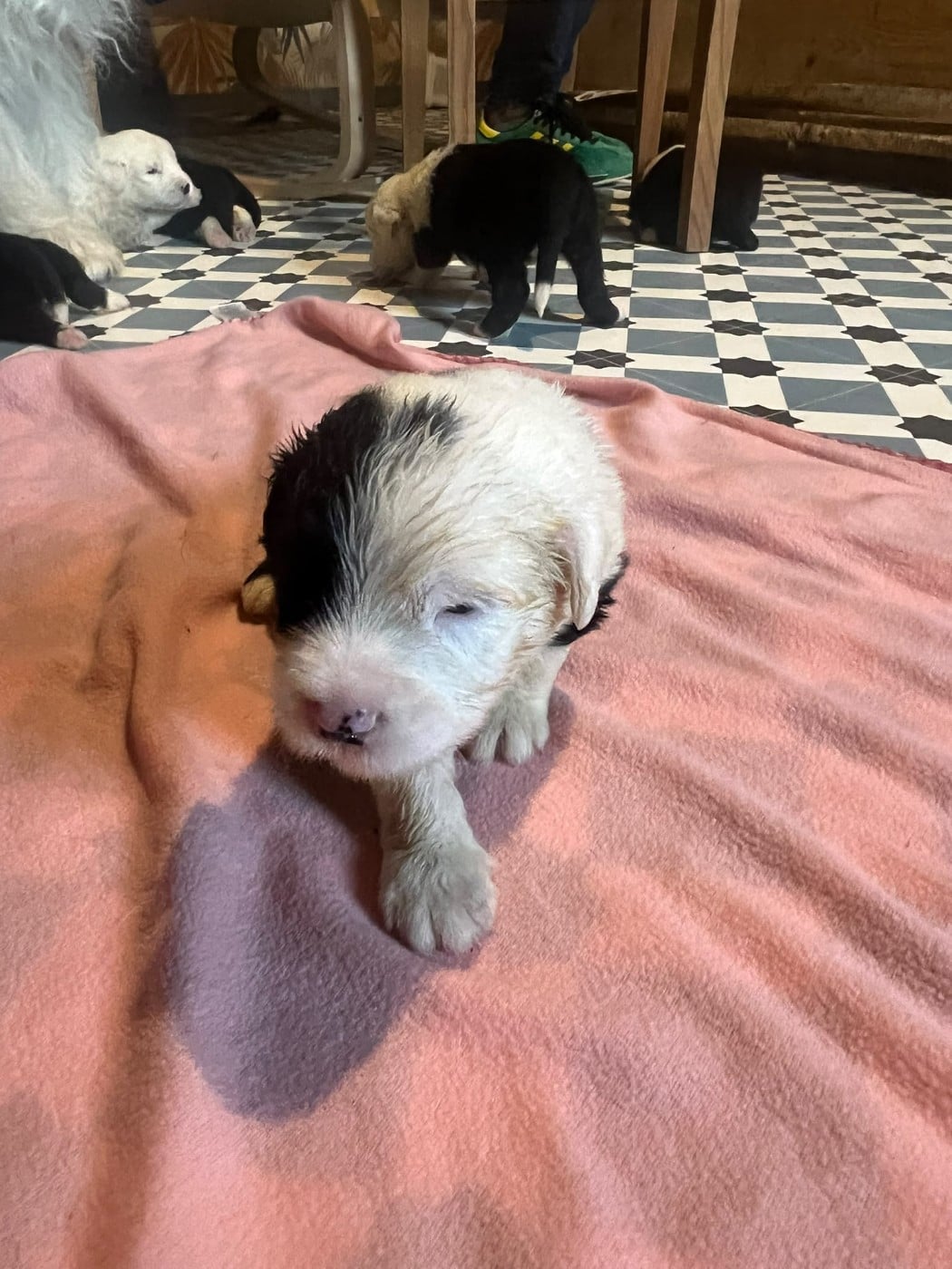 BILBO