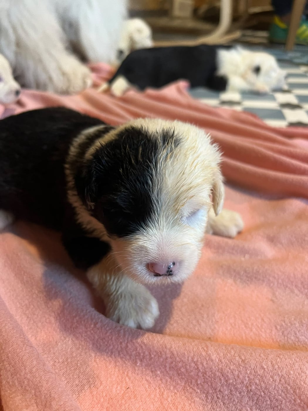 BILBO