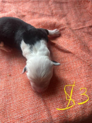 Les chiots de Bobtail