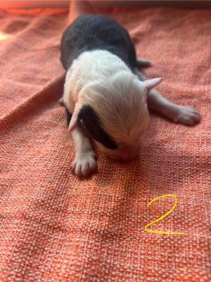 Les chiots de Bobtail