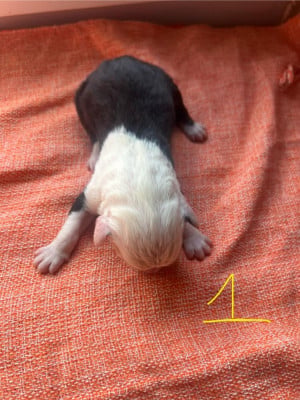 Les chiots de Bobtail