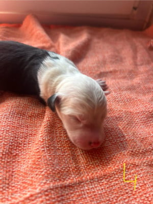 Les chiots de Bobtail