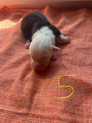 Les chiots de Bobtail