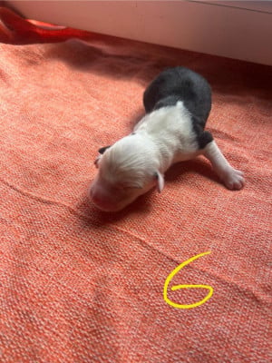 Les chiots de Bobtail