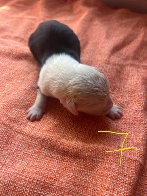 Les chiots de Bobtail