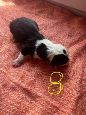 Les chiots de Bobtail