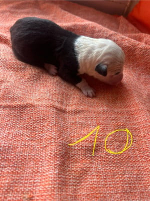 Les chiots de Bobtail