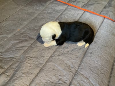 Les chiots de Bobtail