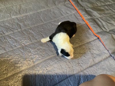 Les chiots de Bobtail