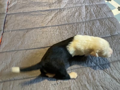 Les chiots de Bobtail