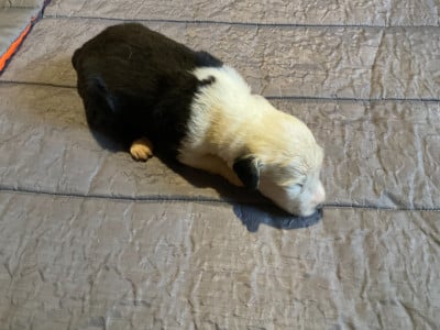 Les chiots de Bobtail