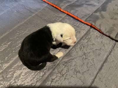 Les chiots de Bobtail