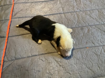 Les chiots de Bobtail