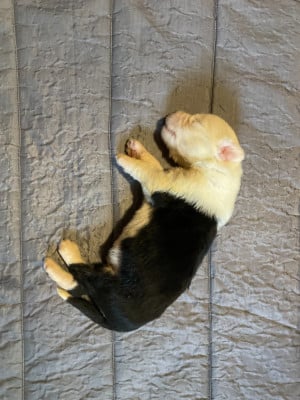 Les chiots de Bobtail