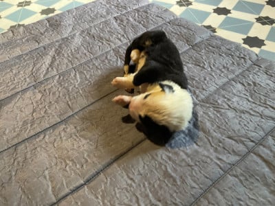 Les chiots de Bobtail