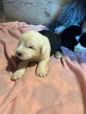 Les chiots de Bobtail
