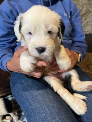 Les chiots de Bobtail