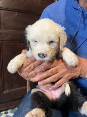 Les chiots de Bobtail