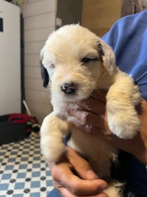 Les chiots de Bobtail
